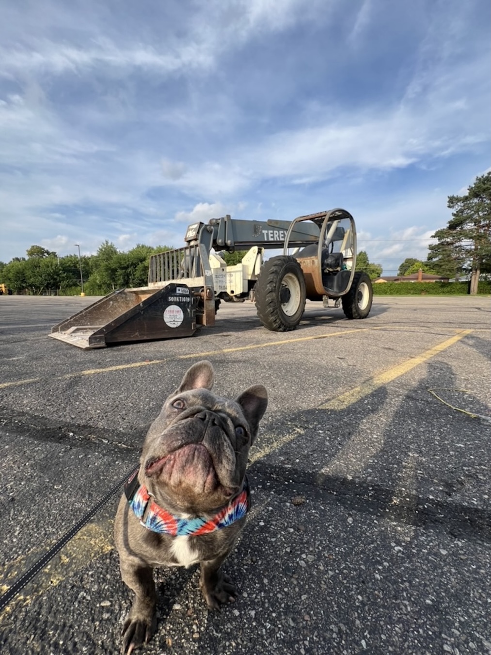 French Bulldog in front of Construction Truck