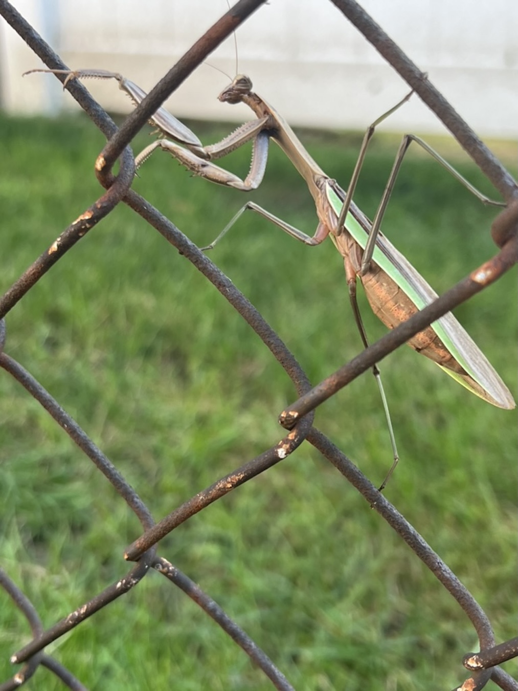 Praying Mantis on Chain Link Fence
